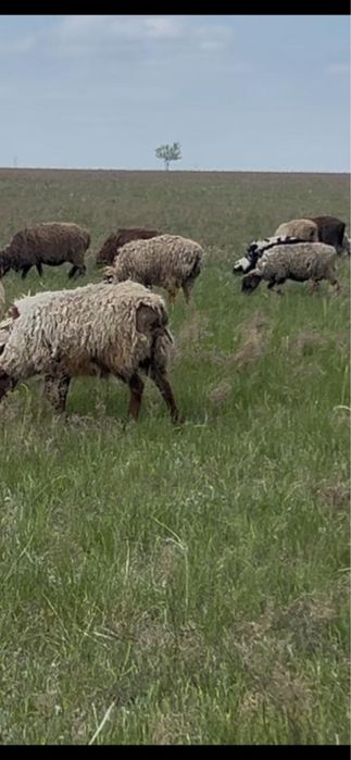 ораза айтқа қой сатам