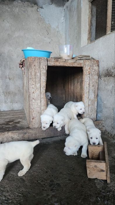 Чистокровные Щенки туркменского алабая