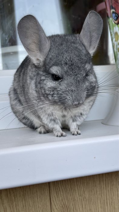 Шиншилла в любой город