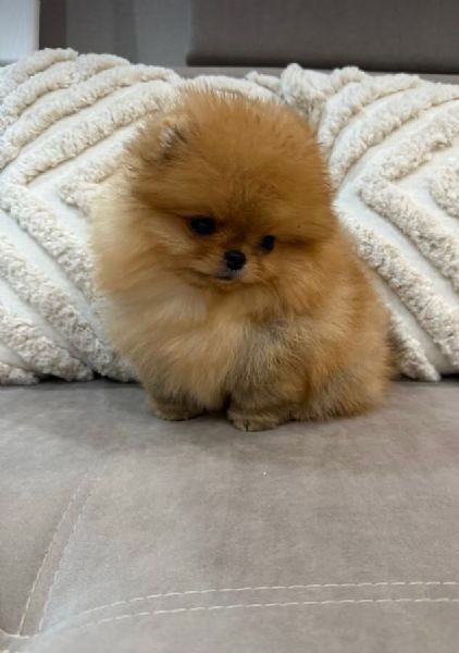 De vanzare Pomeranian Mini Toy Roscat cu transport si vaccin