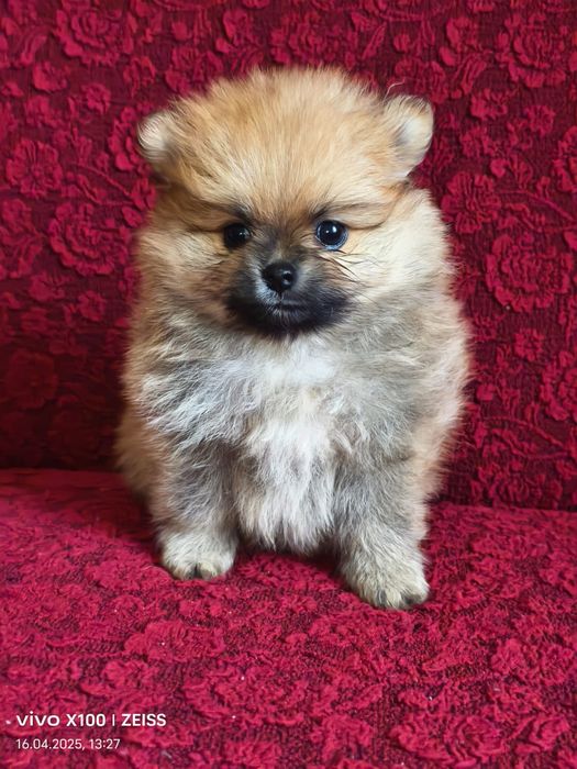 Очаровательные щенки шпица.