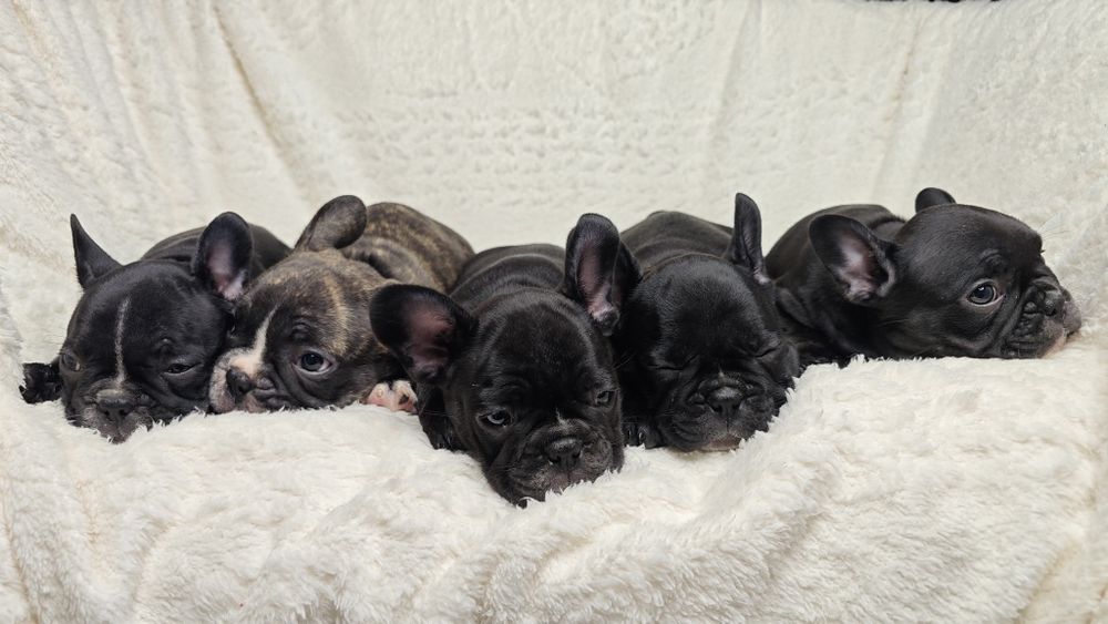 Щенки французского бульдога
