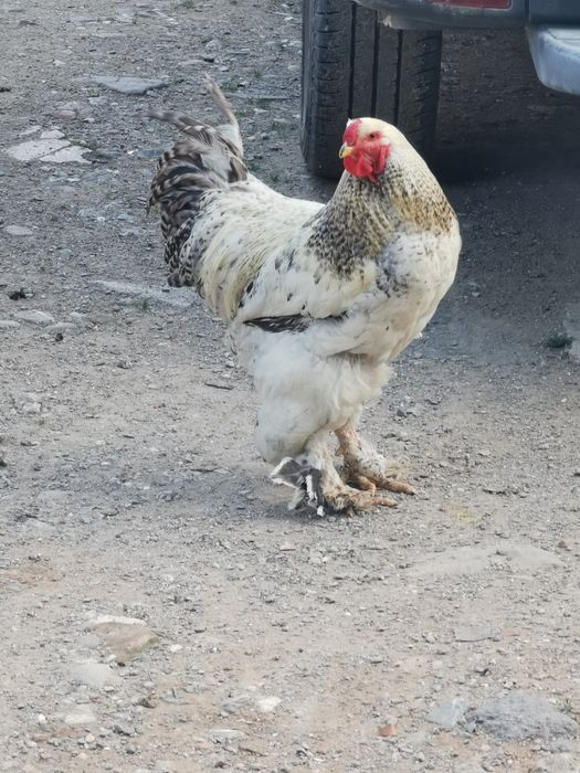 Găini de vânzare