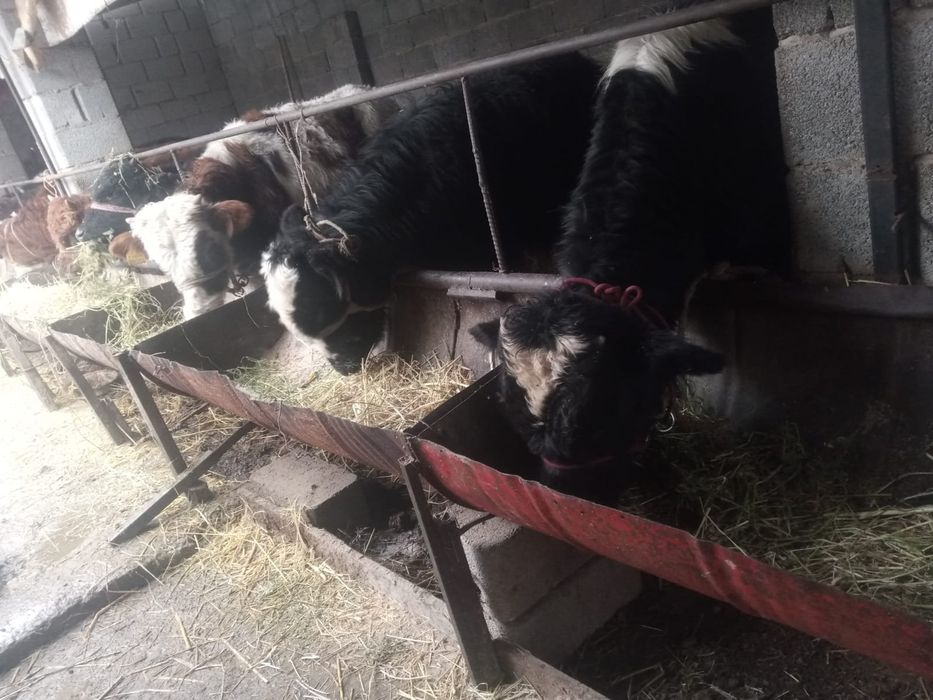 Бүқалар сатылады