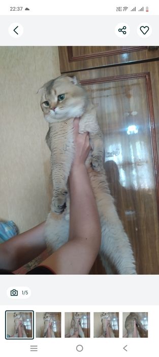 Золотая шиншилла