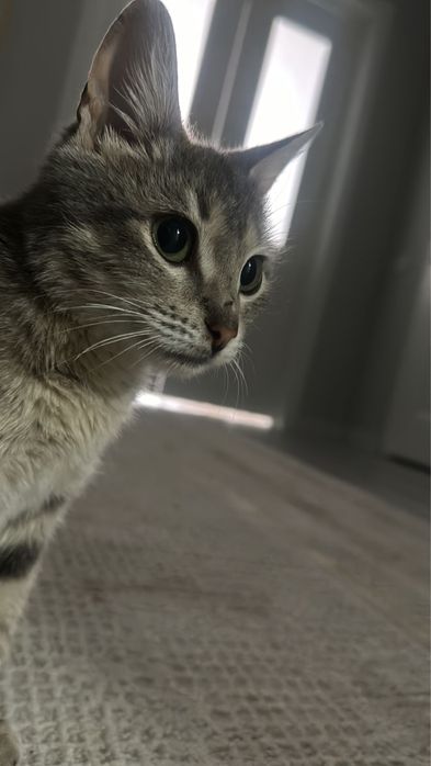 Котенок в добрые руки