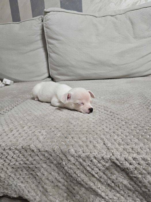 Чихуахуа на 2 месеца