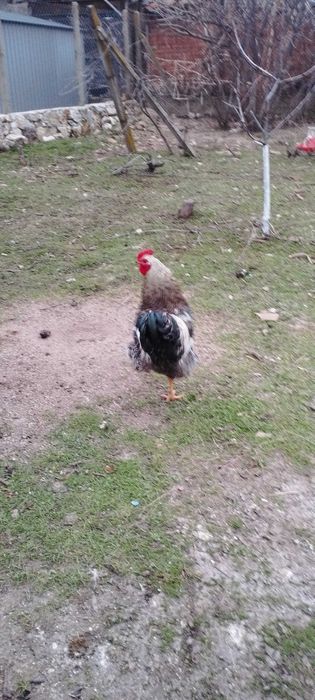 Продавам петел перфектен