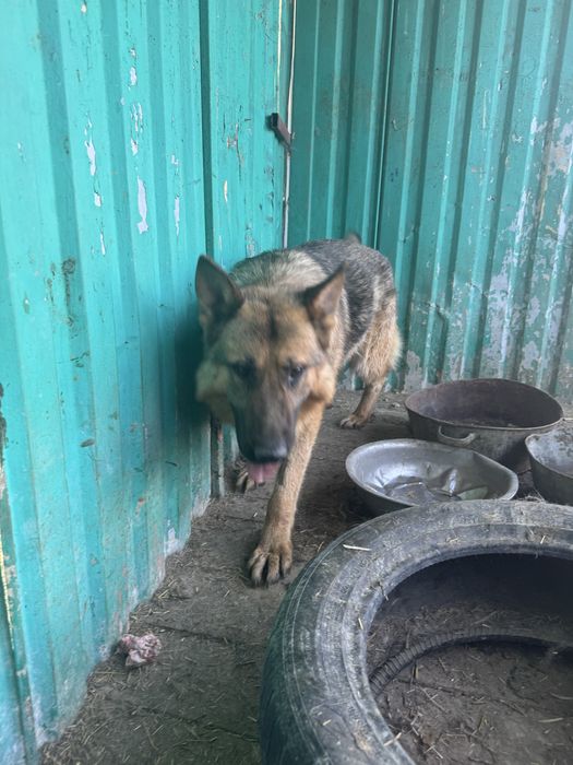 Отдам собак в добрые руки (разной породы )