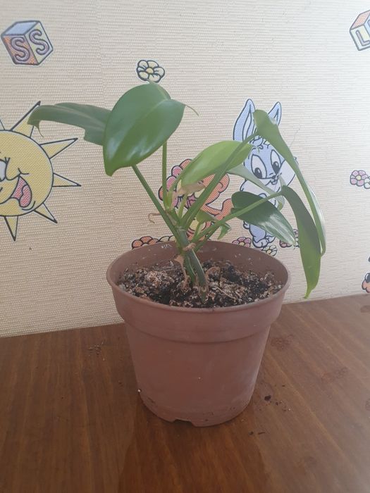 Комнатные цветы от 800 тенге