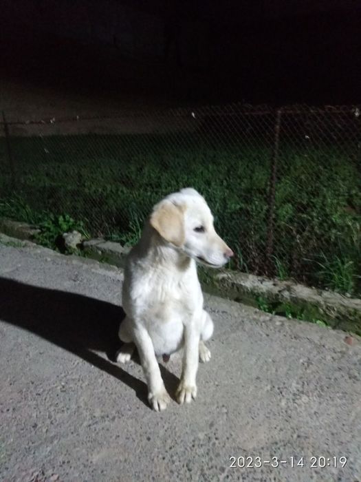 Собака Лабрадор .