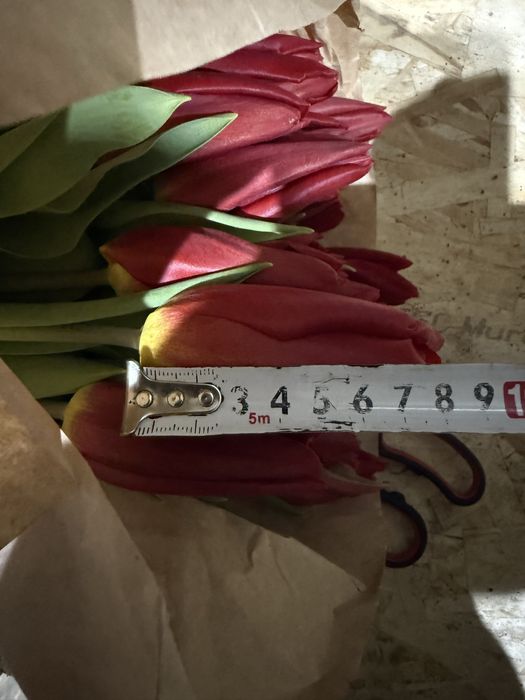 Крупный тюльпан оптом