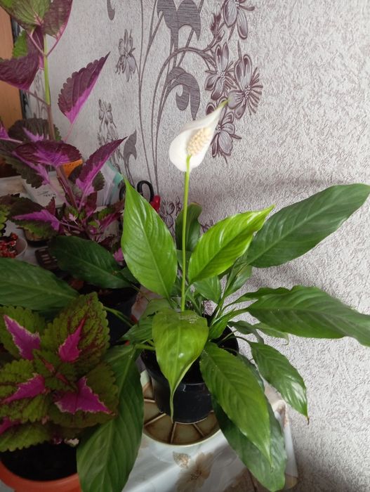 Продается цветок Колиус