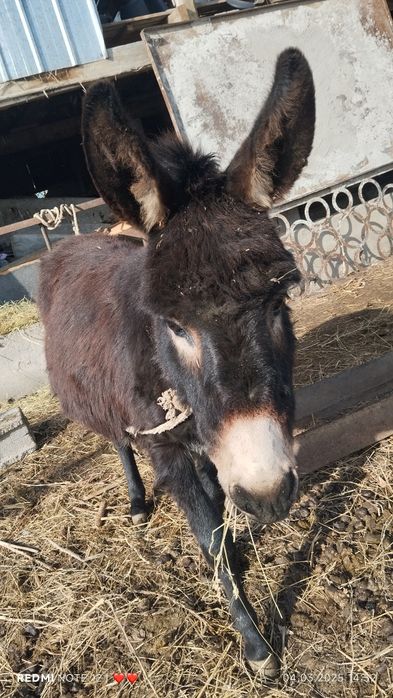 Продам ишака ни дорого