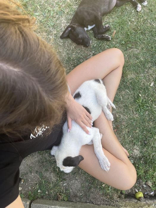 Cățeluși pui  Doi pui adorabili: fetiță neagră și băiețel alb, deparazitați intern și extern. Baia Sprie, Maramureș. Își caută familie iubitoare!