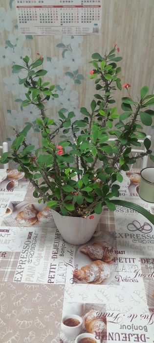 Продам комнатные цветы.