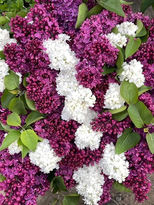 Королевская сирень