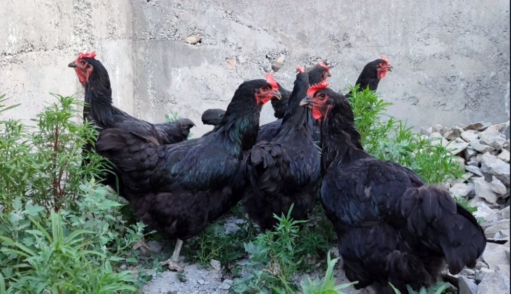 Хакикий эски зот гигант корашахзода