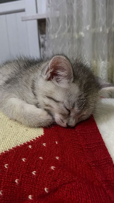 кошка бесплатно домашние