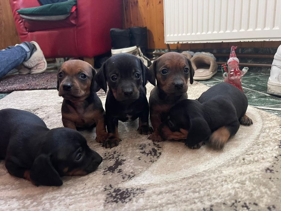 Catel Teckel Dachsund