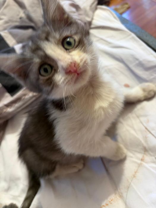 Отдам котят в добрые руки