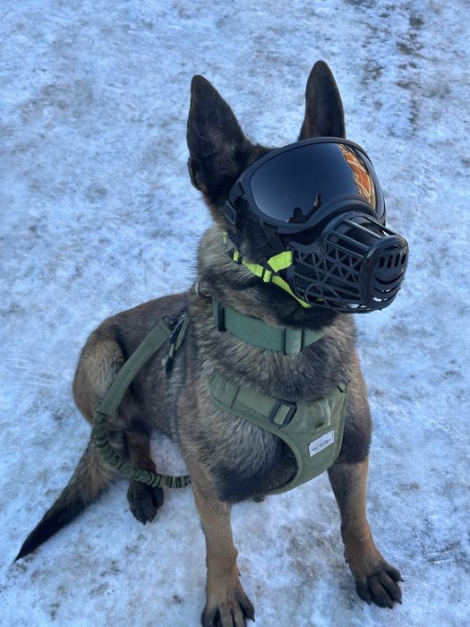 ВЯЗКА Бельгийская овчарка(малинуа)