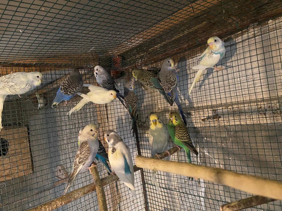 Papagali perusi si alte rase