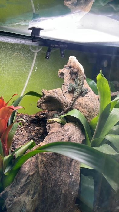 Pereche Anolis leachii (Mascul + Femelă) – Șopârle arboricole de talie mare