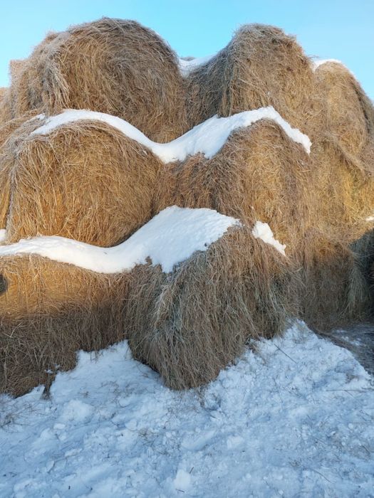 Продам сено в рулонах прф-145