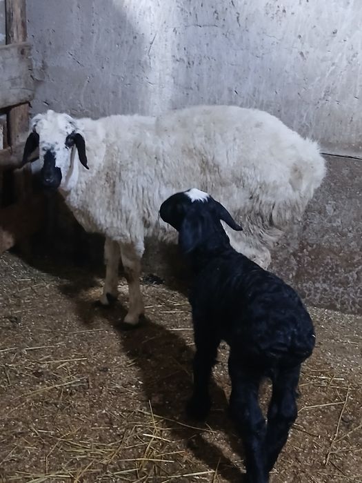 Каракулок она бола куй сотилади. Онаси 2 йошар.