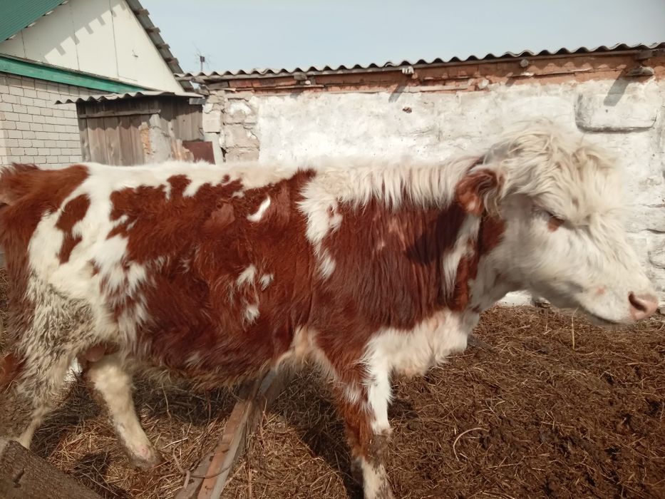 Продам бычков годовалых и двухлеток