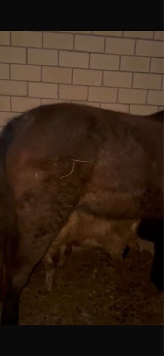 лошадь байтал……..