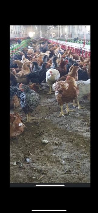 Vând pui alb de carne si rosu/porumbac rasa mixta