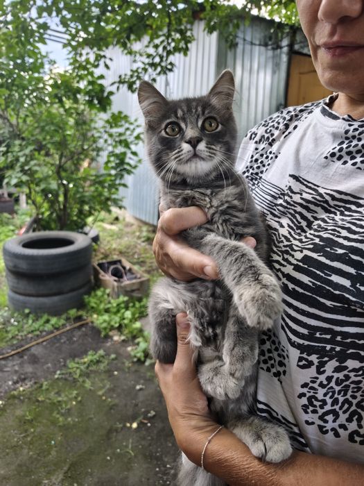 Котенок в добрые руки