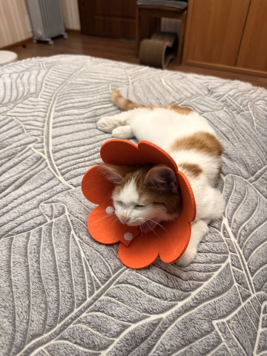 Ищем дом для котенка