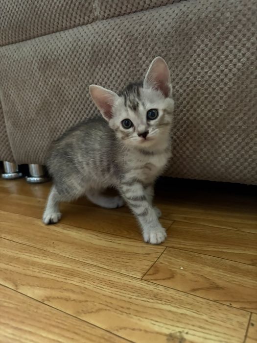 Отдам котят в добрые руки