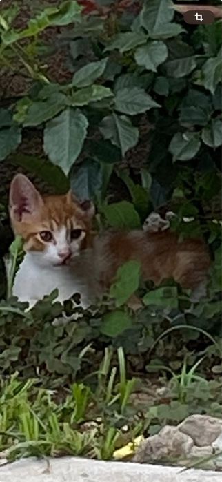 Dau spre adoptie motan 10 satapamani, deparazitat si cu carnet.