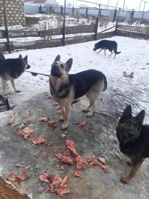 Щенки восточно европейской овчарки