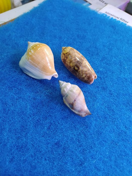 Круглые аквариумы, на 3, 5литров настольный с рыбками