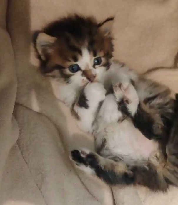 Спешно търсят дом