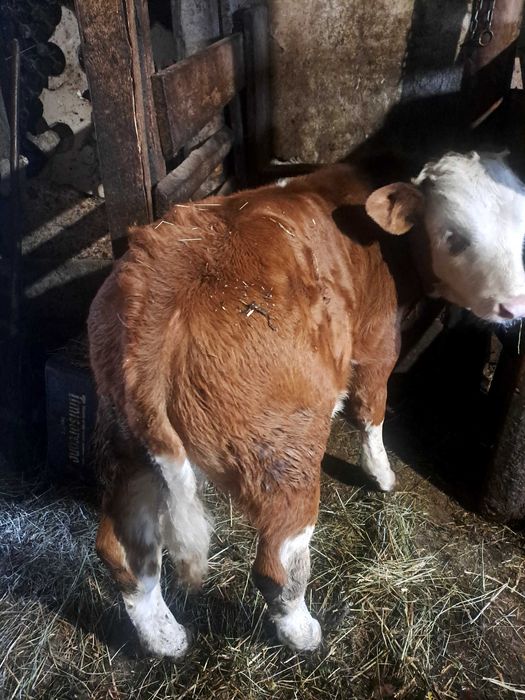 Vaca bună de ținut