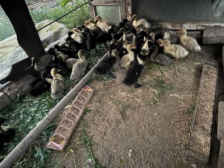 Продам цветных утята