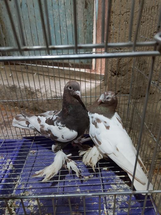 Голуби готовый пара чёрные груды