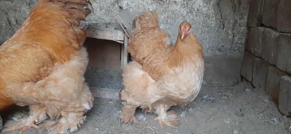 Брамалар сотилади