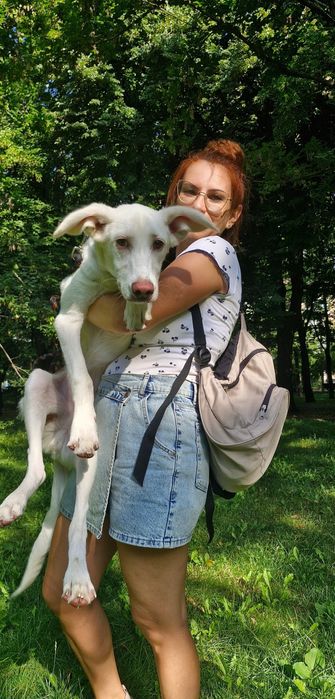 Pet sitting la domiciliu & plimbări câini – București | Paw Walks & Purrfect Care