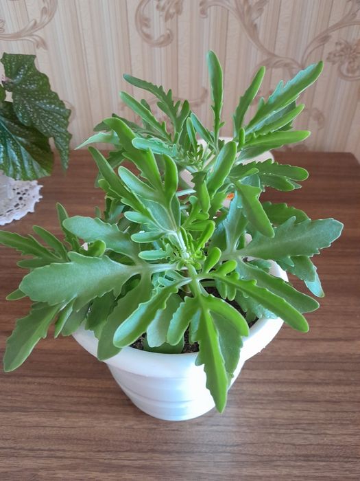 Поатицериум продам