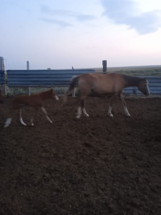 Продам кобылу с жеребенком