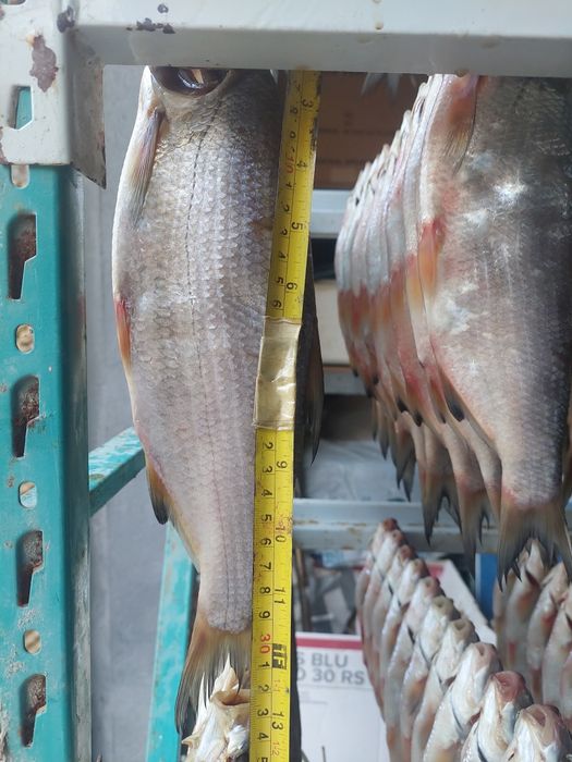 Вяленый Рыбец от 500т до 1200т