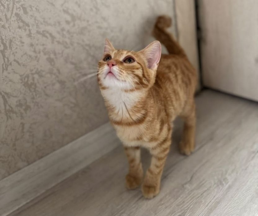 Ищет дом котёнок, девочка, 3 мес.