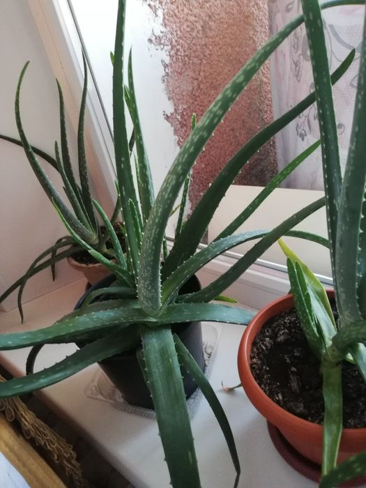 Продам АЛОЭ Вера, 3 года